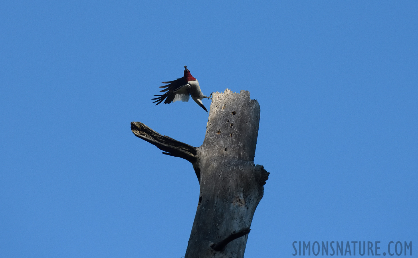 Melanerpes erythrocephalus [400 mm, 1/3200 sec at f / 7.1, ISO 1600]